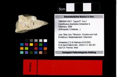 Foto (Objekt + Etikett) von Cyclothyreus divaricatus (Schweitzer & Feldmann, 2009)  (NHMW-GEO-1990-0041-2911)